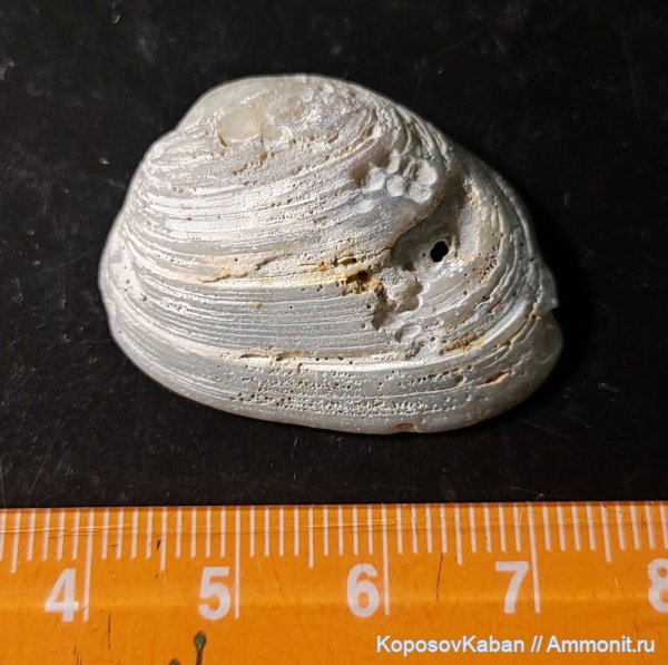 моллюски, двустворчатые моллюски, Ундоры, Astarte, Городищи Ундоры, долина кристаллов