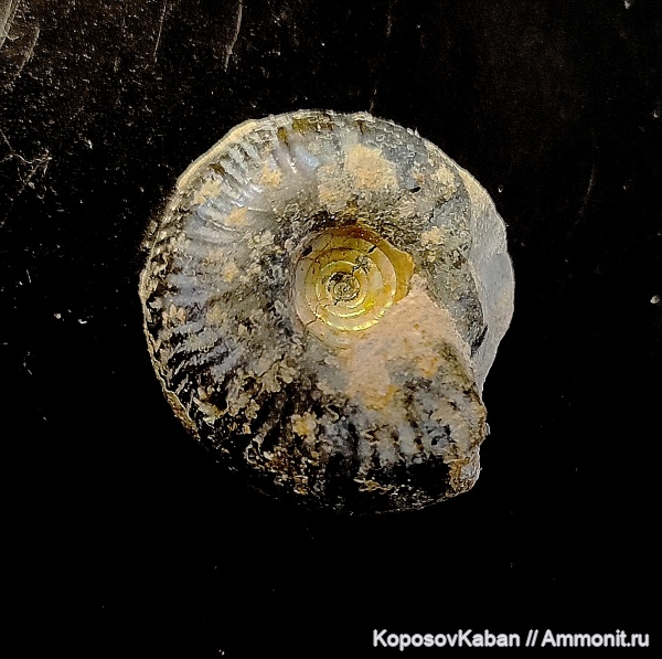 моллюски, юра, головоногие моллюски, волжский ярус, Самарская область, Craspedites, Кашпир