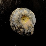 Craspedites с 2 пупками