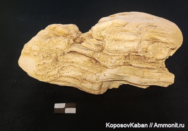 палеоген, окаменевшее дерево, кайнозой, Самарская область, Кашпир