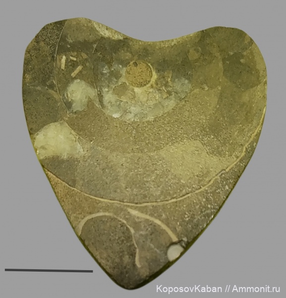 аммониты, юра, волжский ярус, Самарская область, Craspedites, палеоарт, Кашпир, кабошон