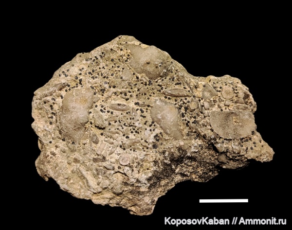 брахиоподы, карбон, Гжель, криноидеи, фораминиферы, Самарская область, Сокский карьер