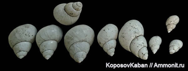 гастроподы, Самарская область, акчагыл, Viviparidae, гелазский ярус