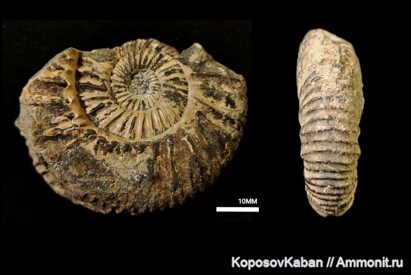 аммониты, юра, головоногие моллюски, волжский ярус, Самарская область, Epivirgatites, Epivirgatites nikitini, Кашпир