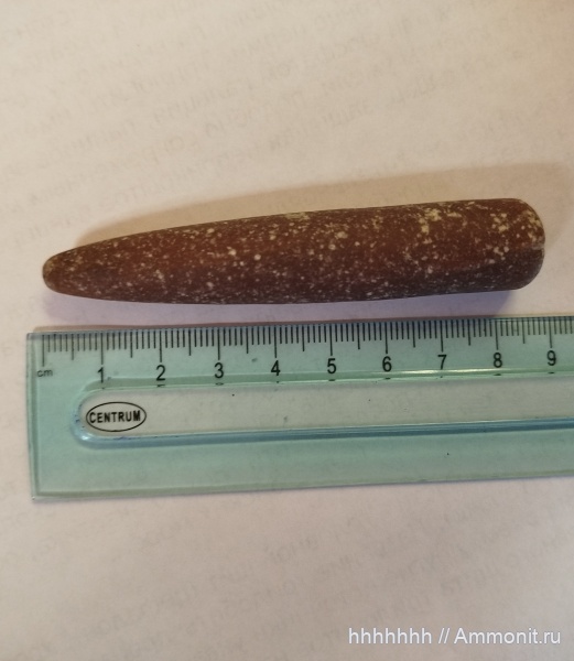 белемниты, Калининград