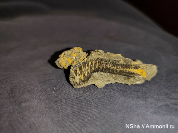 беспозвоночные, Судак