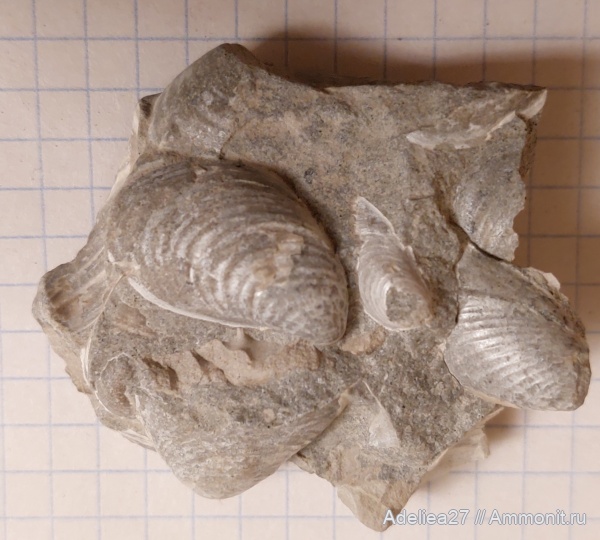 моллюски, двустворчатые моллюски, Buchia, Самарская область, Кашпир, кора, fischeriana, Volgian, Jurassic, волжский прус