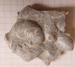 Раковины бухий