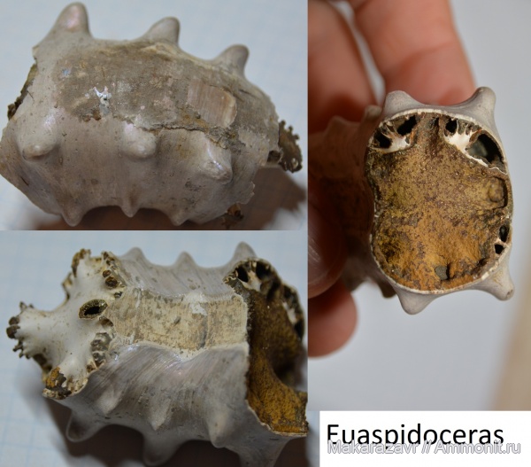 Юрские саратовские аммониты