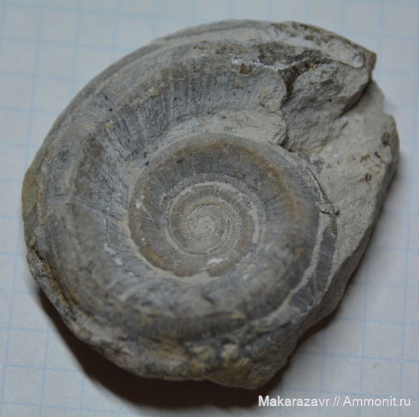 карбон, Euomphalus, московский ярус