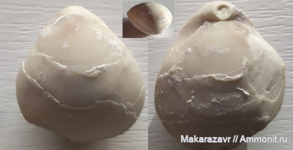 брахиоподы, меловой период, маастрихт, Вольск