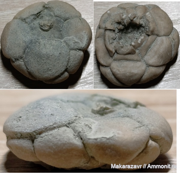 морские лилии