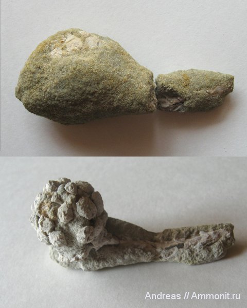 Германия, верхнемеловая флора, Ахен, Aachen, Upper Cretaceous