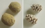 окаменелые шишки  (Sequoia sp.)  до и после препарирования