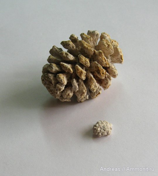 Германия, верхнемеловая флора, Ахен, Aachen, шишки, Upper Cretaceous