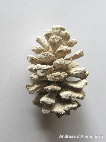 Германия, верхнемеловая флора, Ахен, Aachen, шишки, Upper Cretaceous