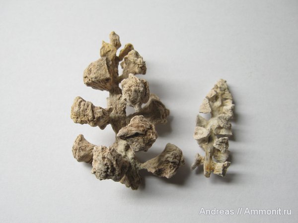 Германия, верхнемеловая флора, Ахен, Aachen, шишки, Upper Cretaceous