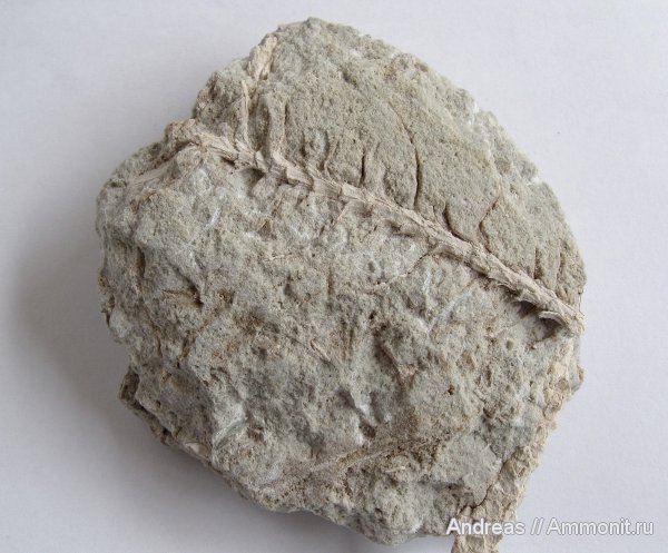 Германия, верхнемеловая флора, Ахен, Aachen, окаменелая флора, Upper Cretaceous