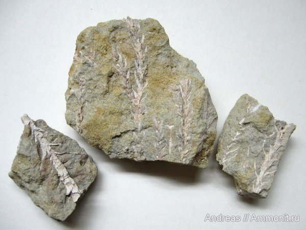Германия, верхнемеловая флора, Ахен, Aachen, окаменелая флора, Upper Cretaceous