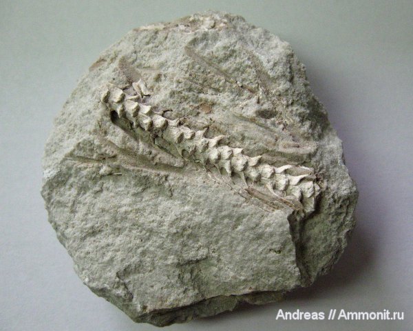 Германия, верхнемеловая флора, Ахен, Aachen, окаменелая флора, Upper Cretaceous