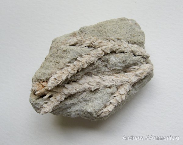 Германия, верхнемеловая флора, Ахен, Aachen, окаменелая флора, Upper Cretaceous