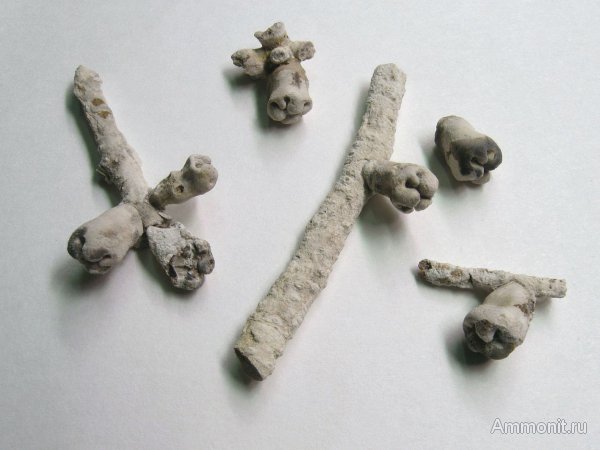 Германия, верхнемеловая флора, Ахен, Aachen, окаменелая флора, Upper Cretaceous