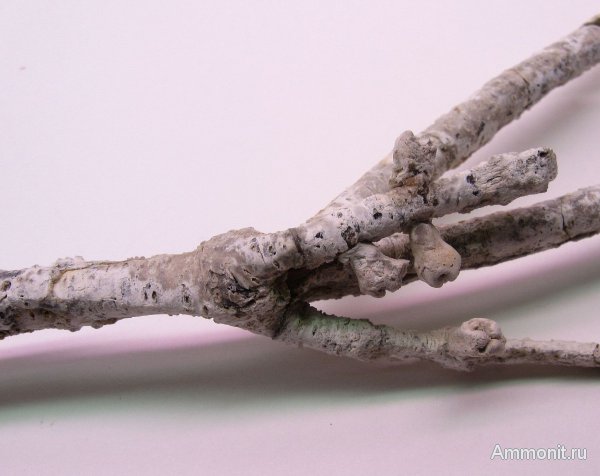 Германия, верхнемеловая флора, Ахен, Aachen, окаменелая флора, Upper Cretaceous