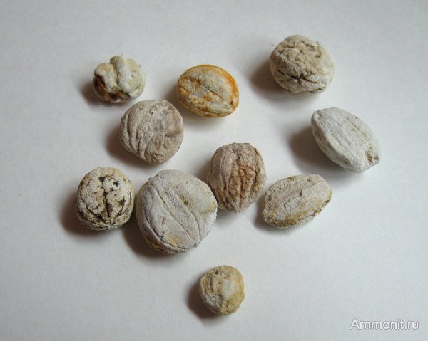 Германия, верхнемеловая флора, Ахен, Aachen, Upper Cretaceous