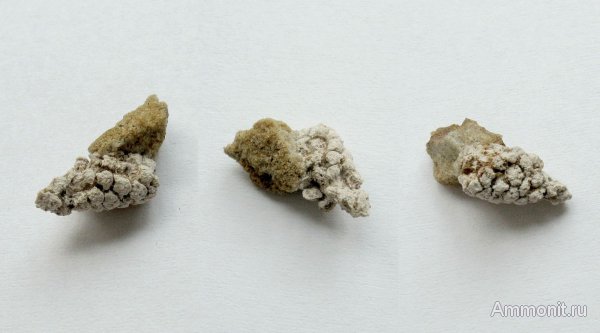 Германия, верхнемеловая флора, Ахен, Aachen, шишки, Upper Cretaceous