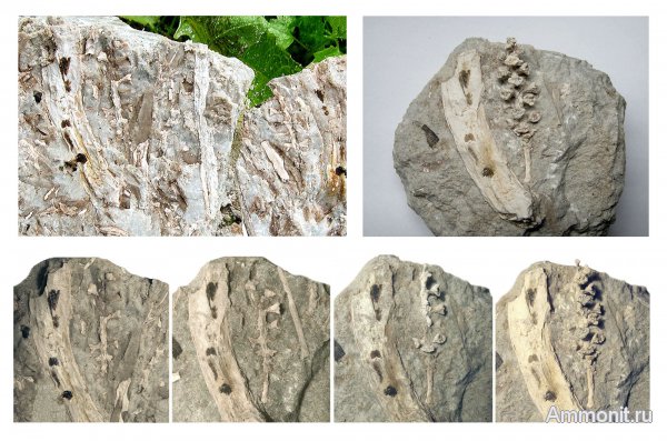 Германия, верхнемеловая флора, Ахен, Aachen, Upper Cretaceous