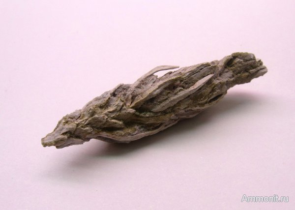 Германия, верхнемеловая флора, Ахен, Aachen, окаменелая флора, Upper Cretaceous