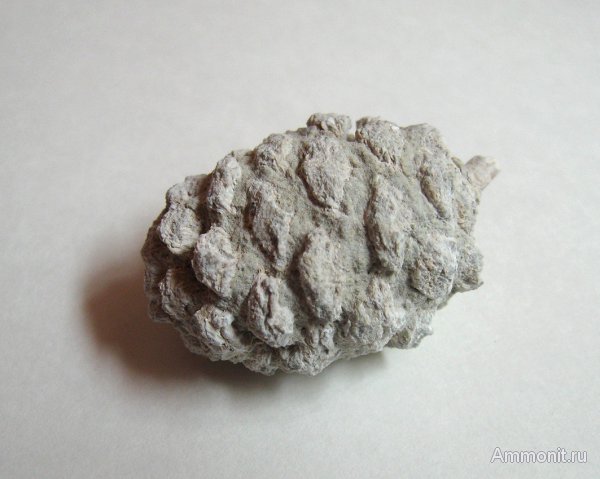 Германия, верхнемеловая флора, Ахен, Aachen, шишки, Upper Cretaceous