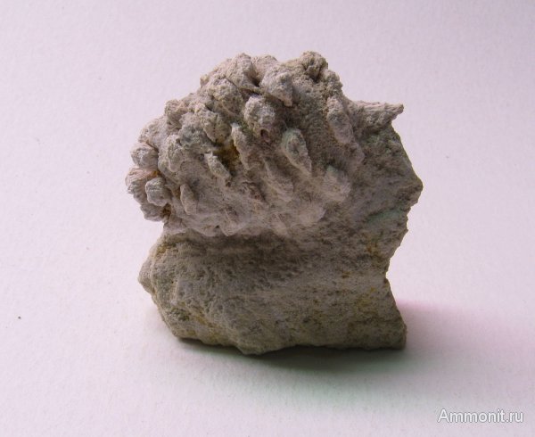 Германия, верхнемеловая флора, Ахен, Aachen, шишки, Upper Cretaceous