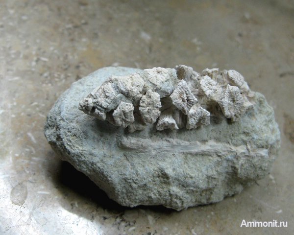 Германия, верхнемеловая флора, Ахен, Aachen, шишки, Upper Cretaceous
