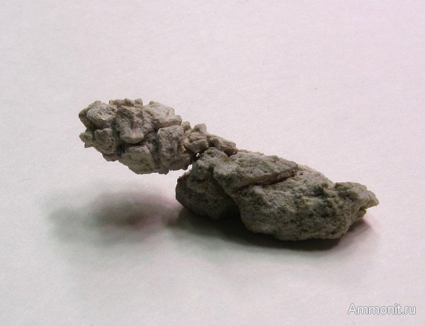 Германия, верхнемеловая флора, Ахен, Aachen, шишки, Upper Cretaceous