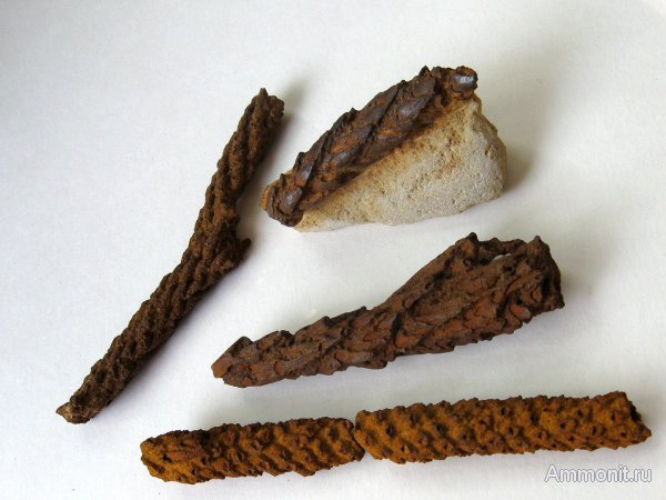 Германия, верхнемеловая флора, Ахен, Aachen, окаменелая флора, Upper Cretaceous