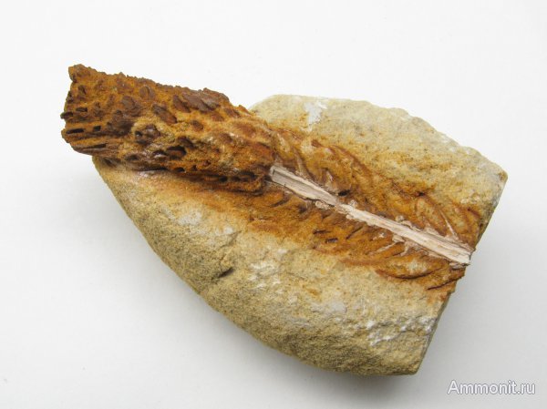 Германия, верхнемеловая флора, Ахен, Aachen, окаменелая флора, Upper Cretaceous