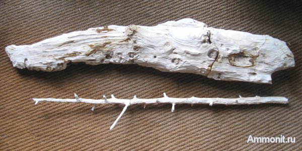 Германия, окаменевшее дерево, верхнемеловая флора, Ахен, Aachen, окаменелая флора, Upper Cretaceous