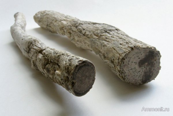 Германия, окаменевшее дерево, верхнемеловая флора, Ахен, Aachen, Upper Cretaceous