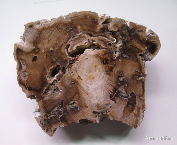 Германия, окаменевшее дерево, древоточцы, верхнемеловая флора, Ахен, Aachen, Upper Cretaceous