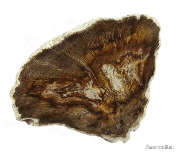 Германия, окаменевшее дерево, верхнемеловая флора, Ахен, Aachen, Upper Cretaceous