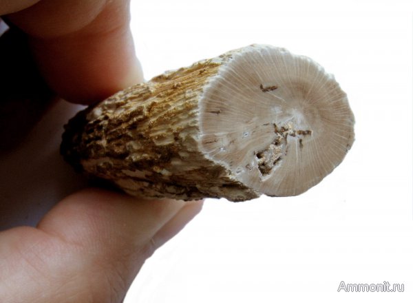 Германия, окаменевшее дерево, верхнемеловая флора, Ахен, Aachen, Upper Cretaceous