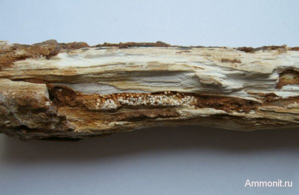 Германия, окаменевшее дерево, древоточцы, верхнемеловая флора, Ахен, Aachen, Upper Cretaceous