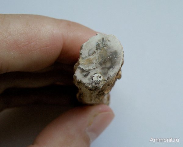 Германия, окаменевшее дерево, древоточцы, верхнемеловая флора, Ахен, Aachen, Upper Cretaceous