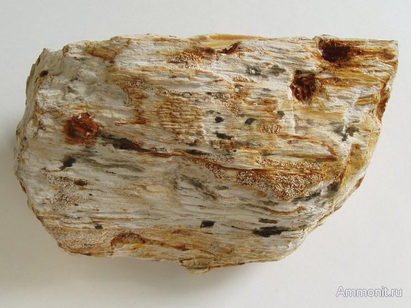 Германия, окаменевшее дерево, древоточцы, верхнемеловая флора, Ахен, Aachen, Upper Cretaceous