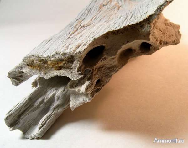 Германия, окаменевшее дерево, древоточцы, верхнемеловая флора, Ахен, Aachen, Upper Cretaceous