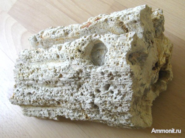 Германия, окаменевшее дерево, древоточцы, верхнемеловая флора, Ахен, Aachen, Upper Cretaceous