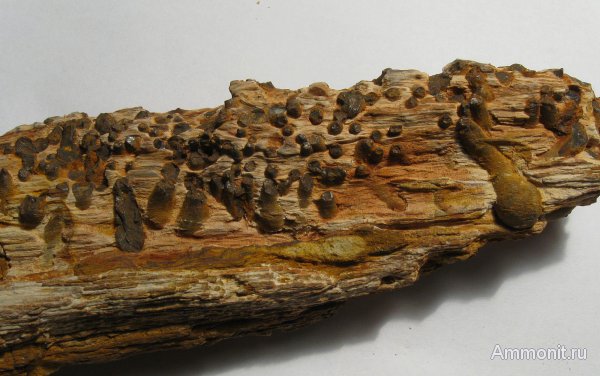 Германия, окаменевшее дерево, древоточцы, верхнемеловая флора, Ахен, Aachen, Teredolites, Upper Cretaceous