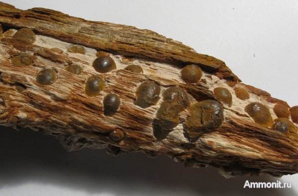 Германия, окаменевшее дерево, древоточцы, верхнемеловая флора, Ахен, Aachen, Teredolites, Upper Cretaceous