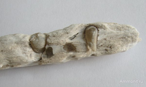 Германия, окаменевшее дерево, древоточцы, верхнемеловая флора, Ахен, Aachen, Teredolites, Upper Cretaceous